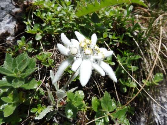 The flower's common name derives from the German word "Edelweiß", which is a compound of edel "noble" and weiß "white". In the Italian speaking Alps the flower is referred as "Stella Alpina", while in the French Alps as "Étoile des Alpes", both names meaning "Star of the Alps".
